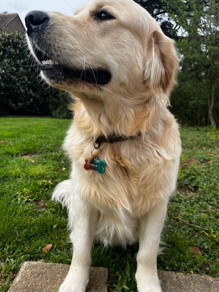 Golden retriever portant son os d'identification gravé Toad en résine époxy